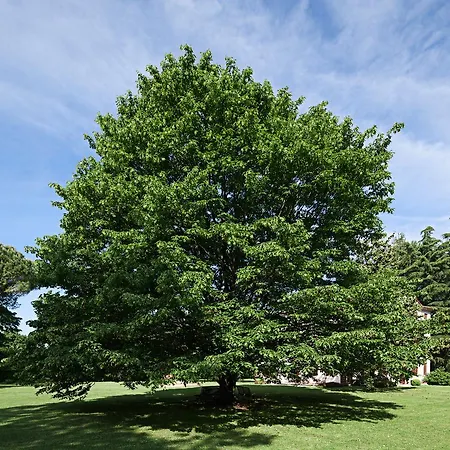 Bed & Breakfast Zane Treviso